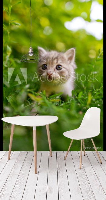 Bild på Portrait of a kitten in green grass